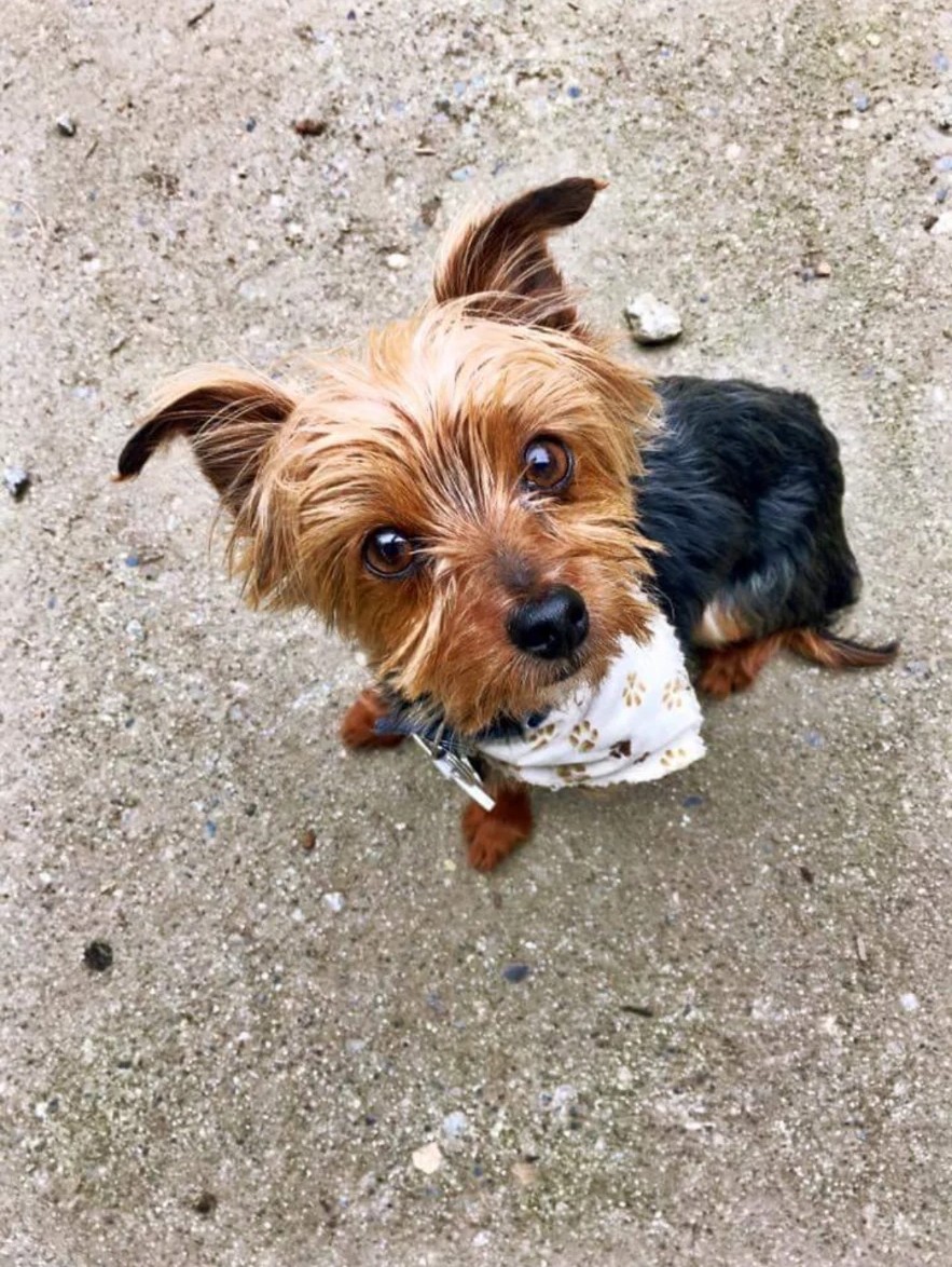 A small terrier in a bandana looking up at their walker