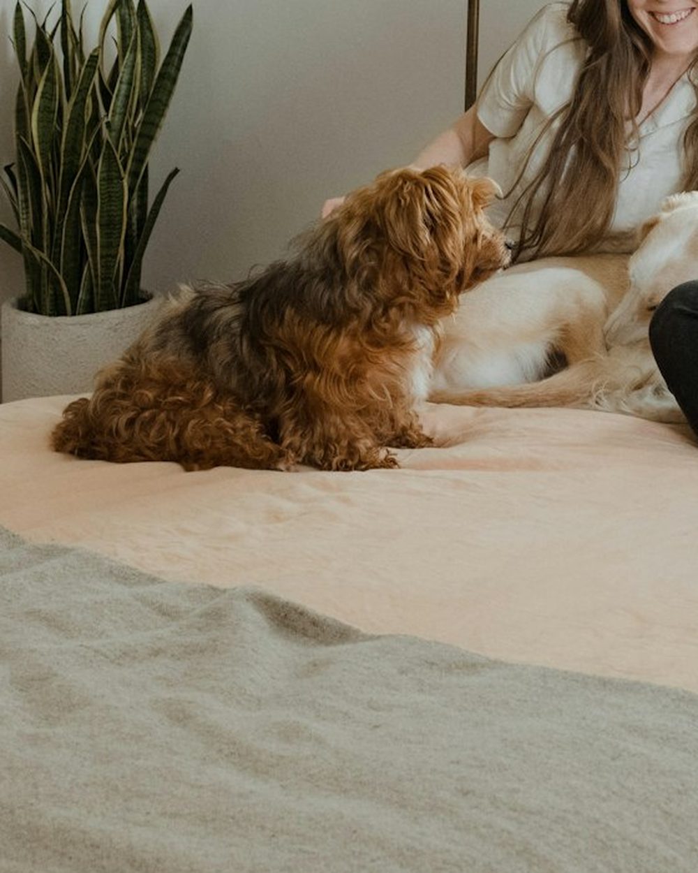 A small dog resting on a bed at home